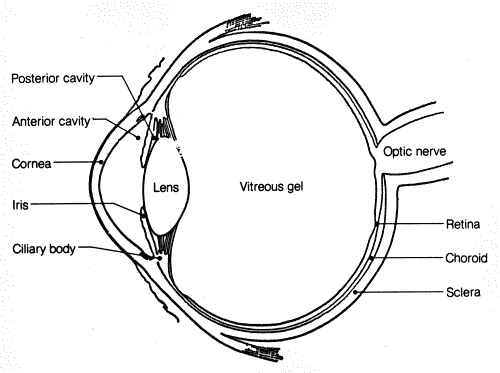 Eye-diagram.png