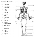 Skeleton-labeled.png