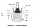 Vertebra-cross-section.png