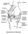Knee-diagram.png