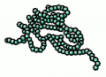 Streptococci-bacteria.png