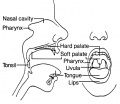 Mouth-diagram.png